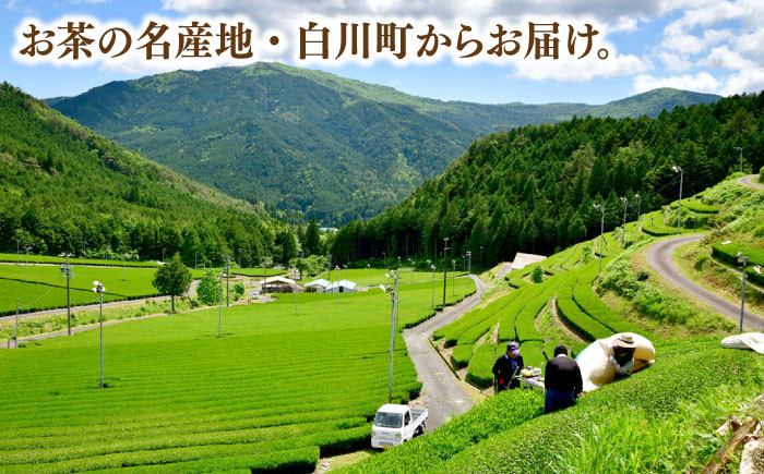 ますぶち園の白川茶 セット 詰め合わせ お茶 緑茶 茶葉 白川町