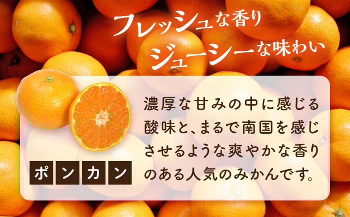 みかん ミカン mikan 柑橘 柑橘類 蜜柑 フルーツ 果物 果実