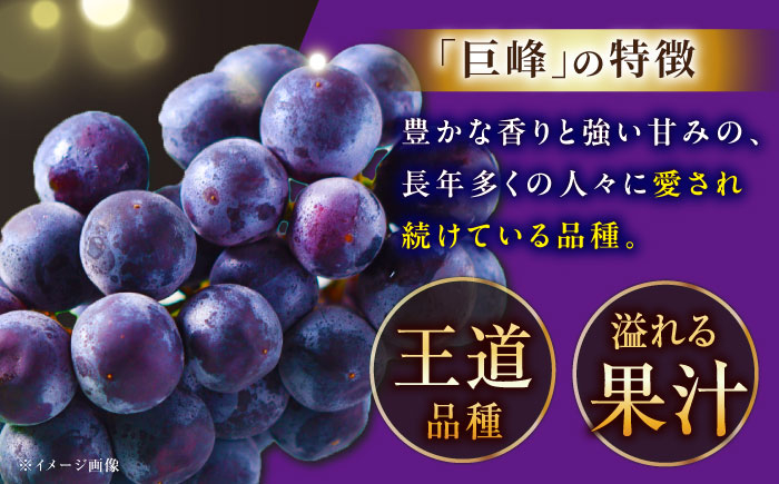 葡萄 ぶどう ブドウ 厳選  産地直送 期間限定 フルーツ 果実 人気 くだもの