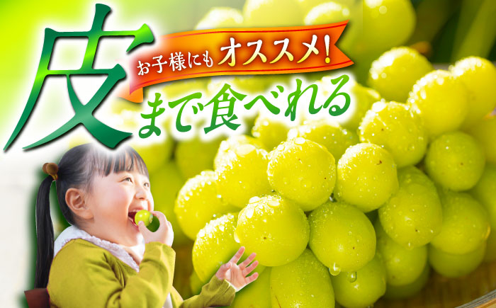 糖度 18度以上 シャインマスカット 人気 おすすめ フルーツ 果物 農園 