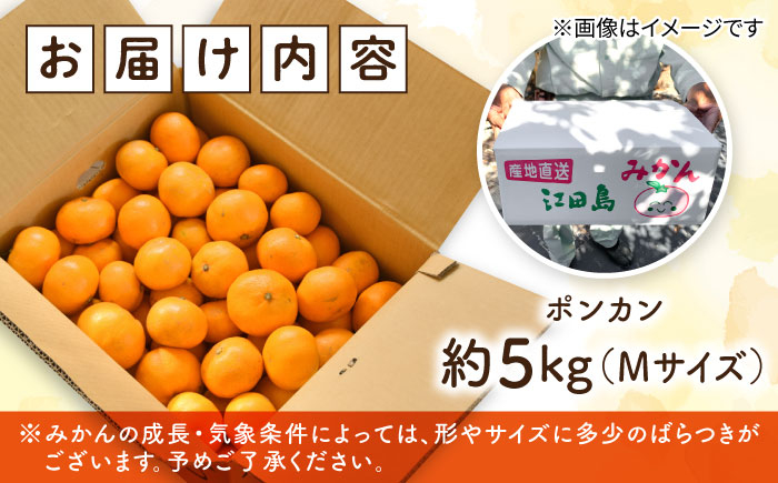 みかん ミカン mikan 柑橘 柑橘類 蜜柑 フルーツ 果物 果実