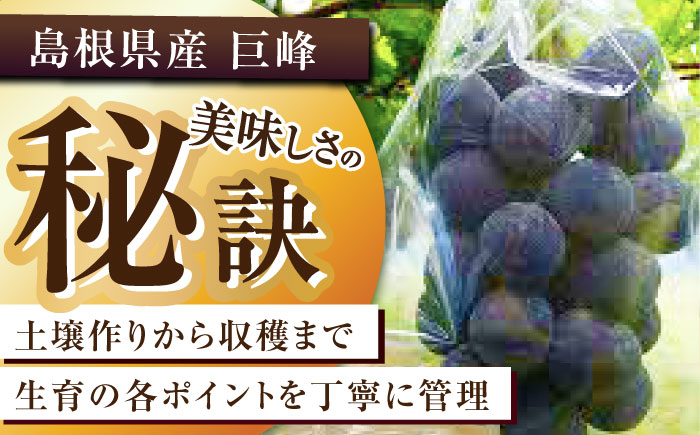 葡萄 ぶどう ブドウ 厳選  産地直送 期間限定 フルーツ 果実 人気 くだもの