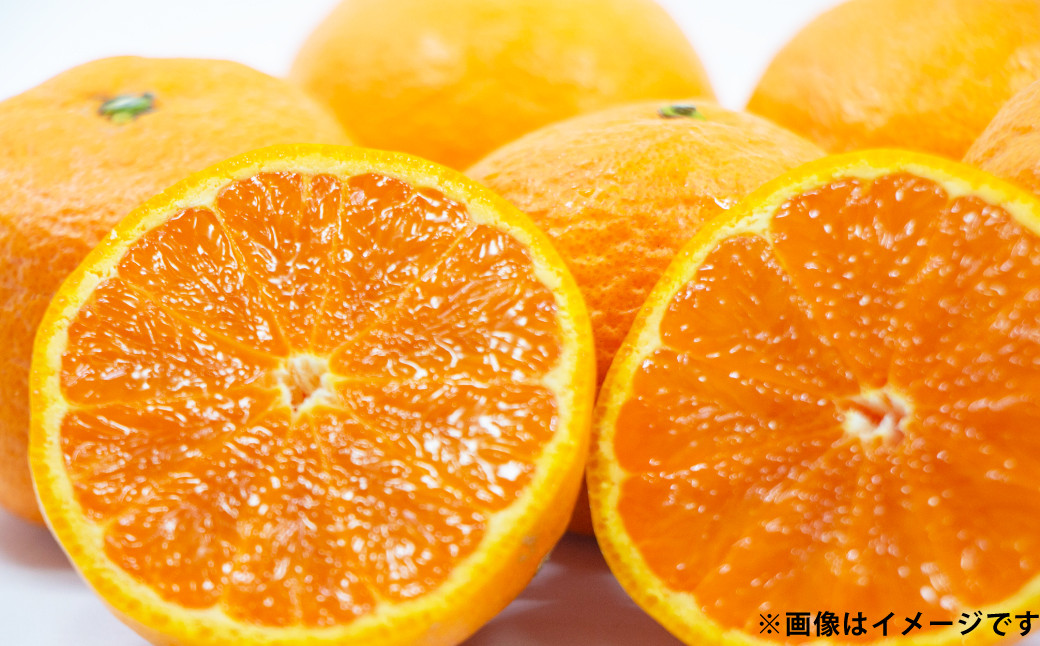 希少品種 なつみ 約5kg
