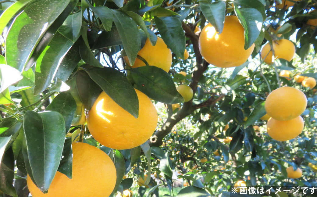 甘夏 約10kg