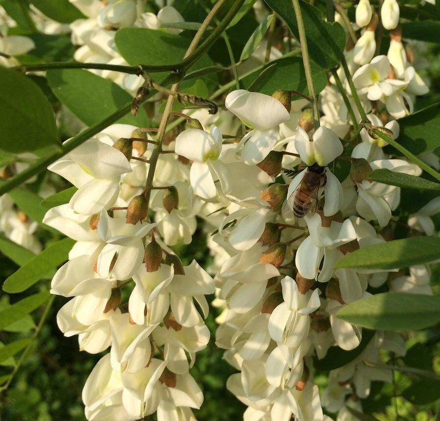 元気の秘蜜ステックはちみつ