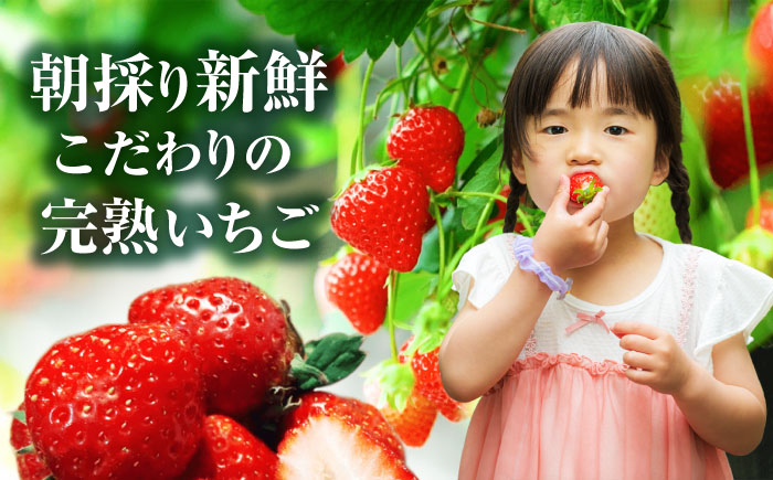 いちご イチゴ 苺 ストロベリー 果物 果実 フルーツ くだもの 岐阜県産 国産