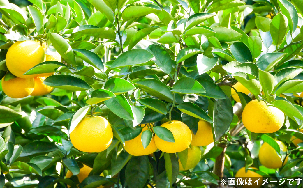 八朔（はっさく） 約5kg