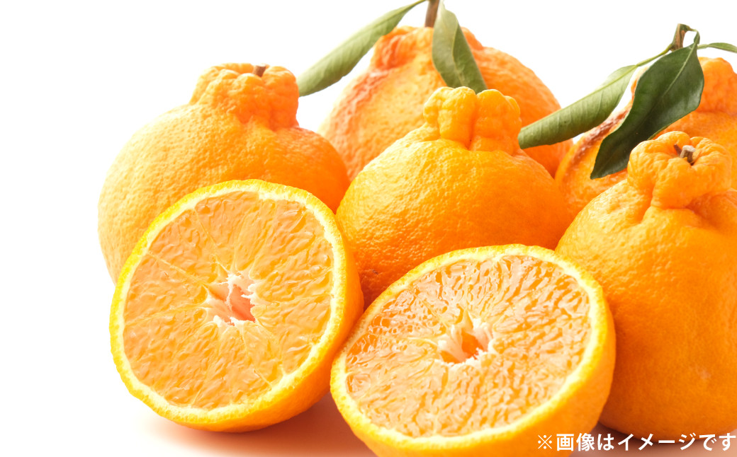 不知火（しらぬい）約2kg