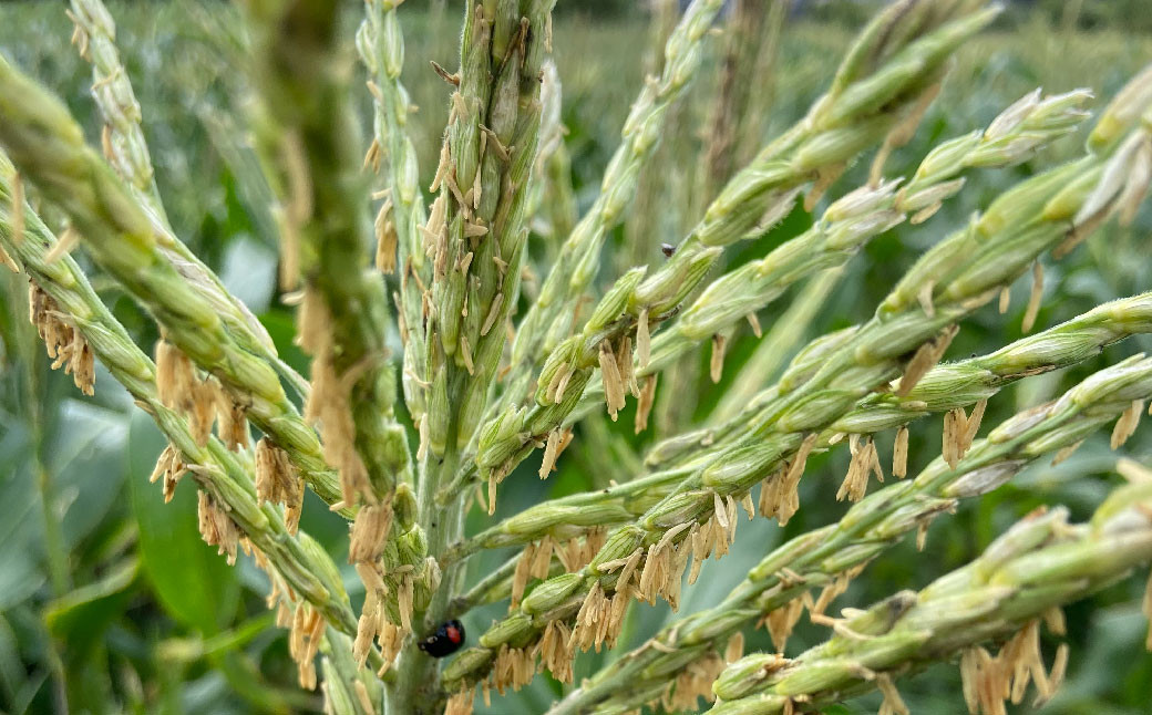 【先行受付】 とうもろこし ピュアホワイト 約4kg