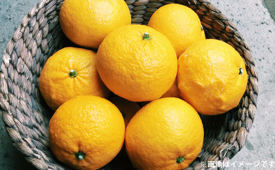 甘夏 約5kg