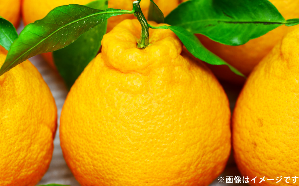 不知火（しらぬい）約2kg