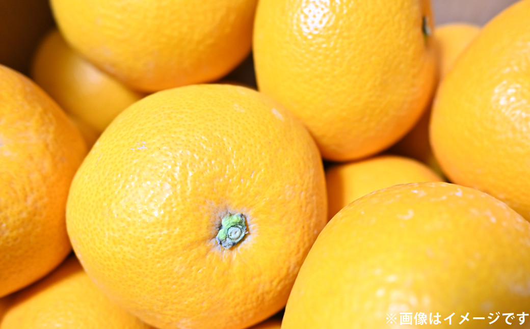 八朔（はっさく） 約10kg