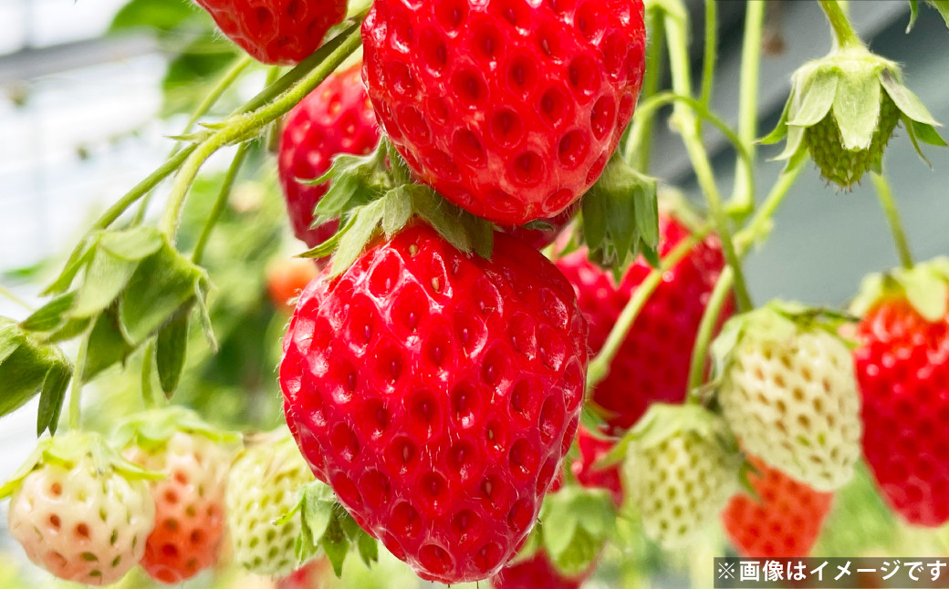 長崎産 ゆめのか イチゴ（250g×4パック）