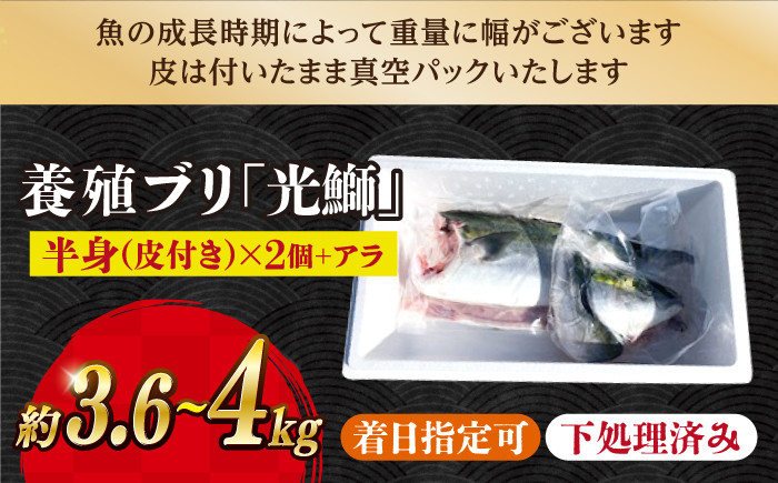 西海市産 ブリ 冷蔵