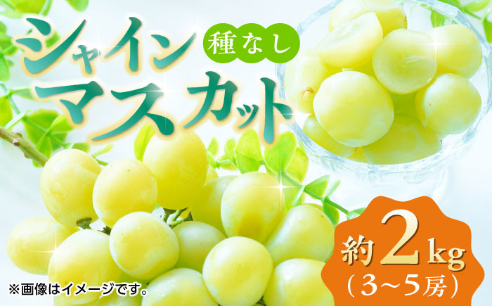 シャインマスカット ぶどう 種なし 旬 おすすめ ジューシー 新鮮 高糖度 甘い おいしい 高評価 人気 国産 熊本 山鹿市
