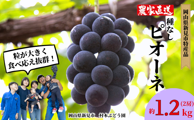 新見のA級食材ピオーネ、約1.2kg（2房）をお届けします