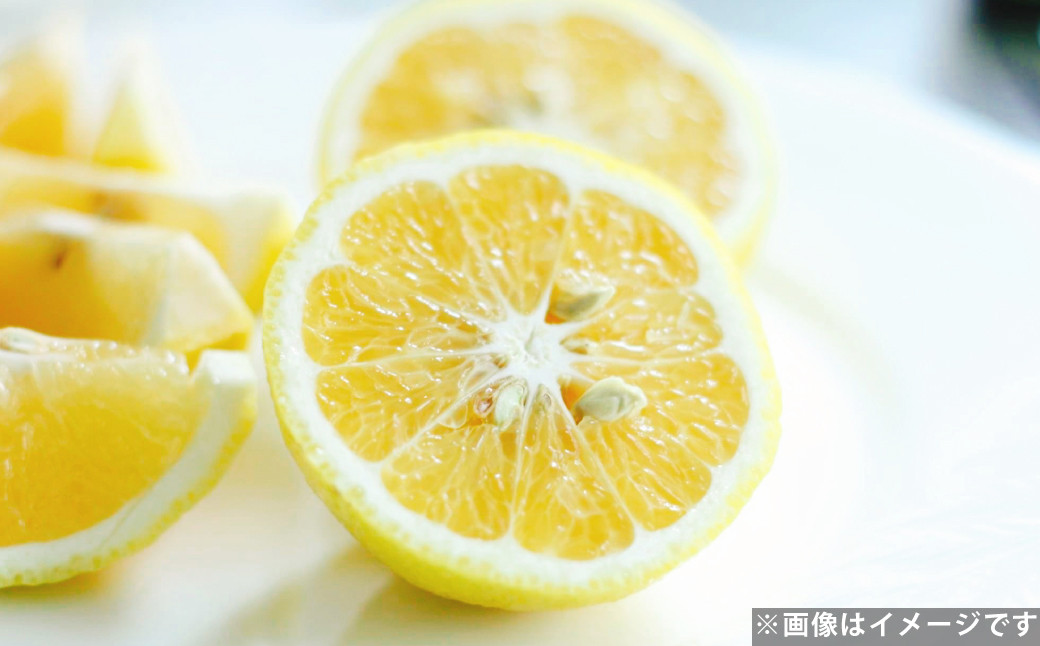 爽やか柑橘 はるか 約5kg