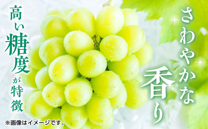 シャインマスカット ぶどう 種なし 旬 おすすめ ジューシー 新鮮 高糖度 甘い おいしい 高評価 人気 国産 熊本 山鹿市