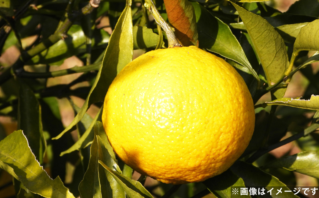 爽やか柑橘 はるか 約5kg
