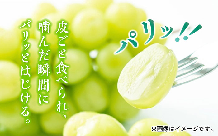シャインマスカット ぶどう 種なし 旬 おすすめ ジューシー 新鮮 高糖度 甘い おいしい 高評価 人気 国産 熊本 山鹿市