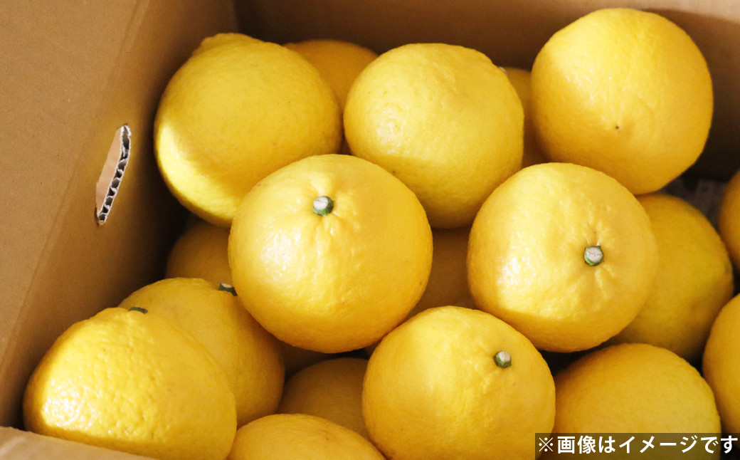 爽やか柑橘 はるか 約10kg