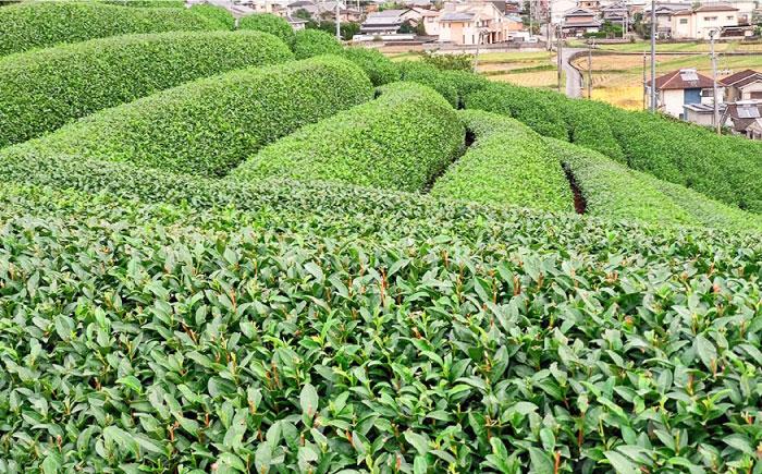 はにたん 贈答 ギフト 産地直送 取り寄せ 送料無料 大阪
