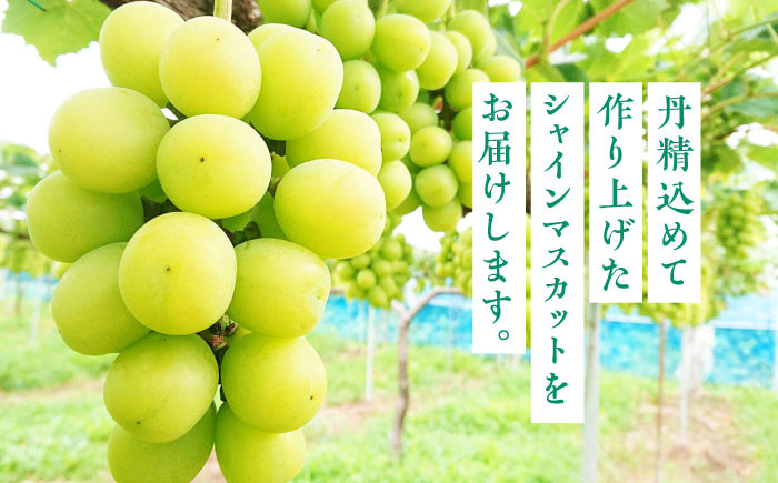 シャインマスカット ぶどう 種なし 旬 おすすめ ジューシー 新鮮 高糖度 甘い おいしい 高評価 人気 国産 熊本 山鹿市