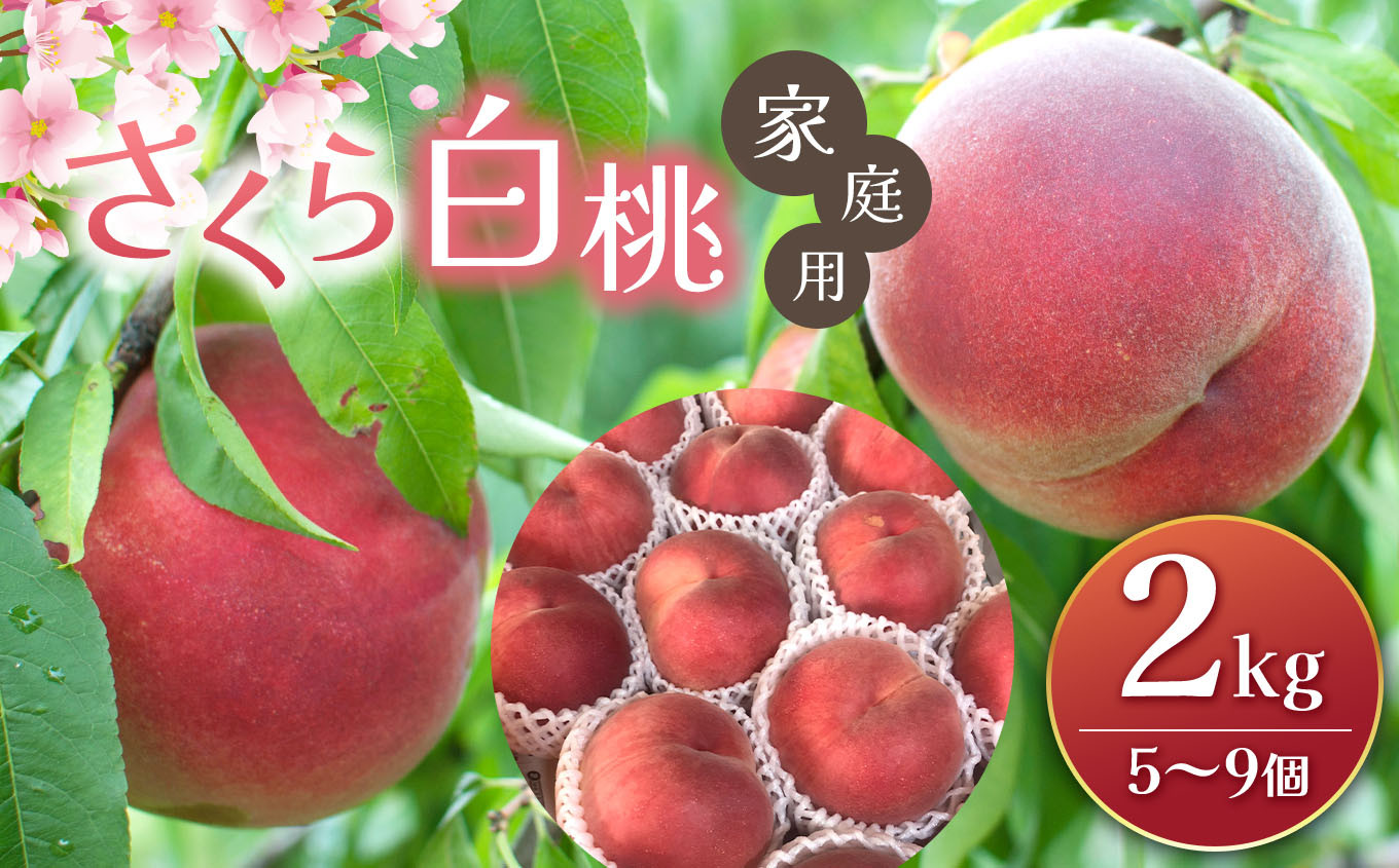 信州松本から旬の桃をお届けします。