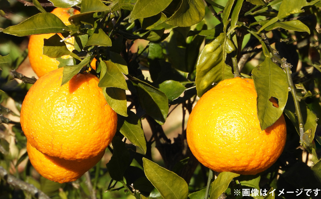 不知火（しらぬい）約4kg