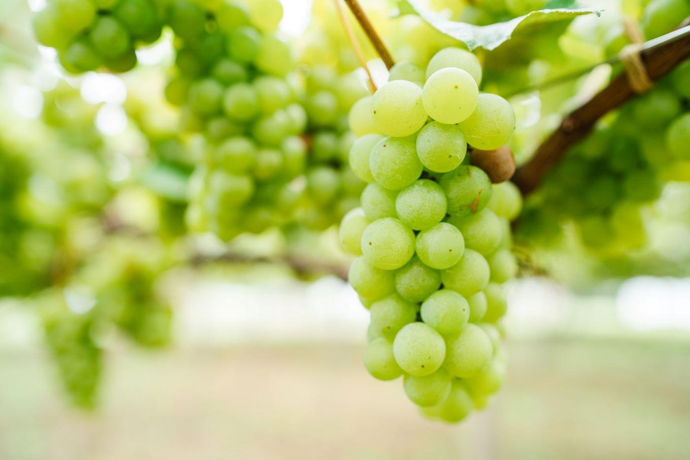 みずみずしいナイアガラぶどう