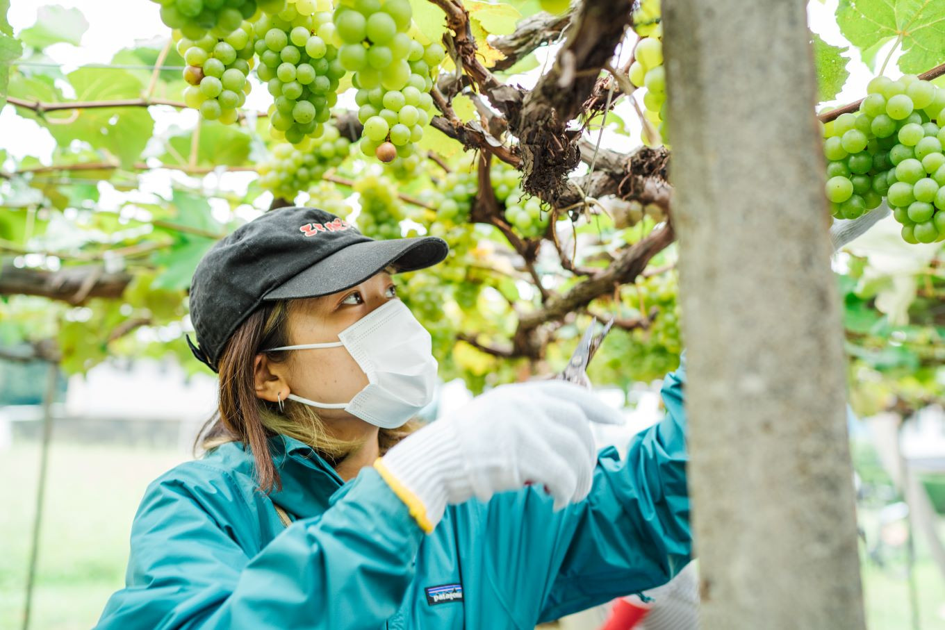 ナイアガラぶどう収穫の様子