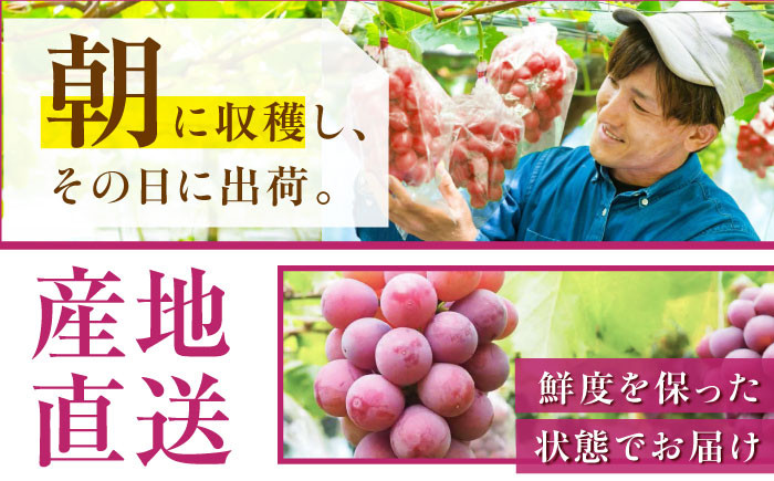 厳選 クイーンニーナ ブドウ ぶどう 葡萄 大粒 優品 果物 フルーツ 産地直送