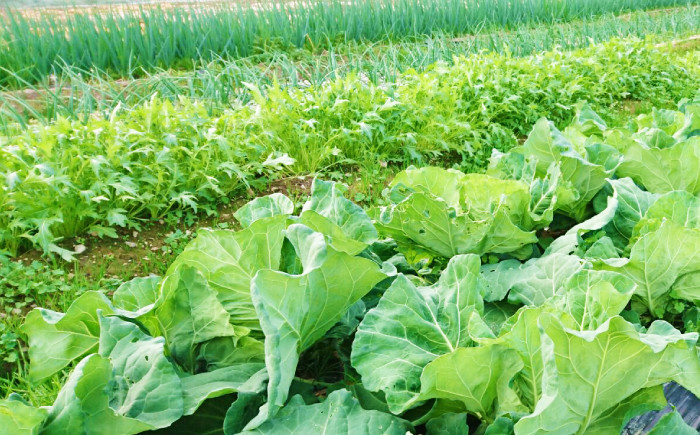 【12回定期便】高知県産 土佐季節の野菜詰め合せセット/毎月 野菜 定期 お野菜 高知 やさい 季節もの【香稜苑】 [ATBQ0
