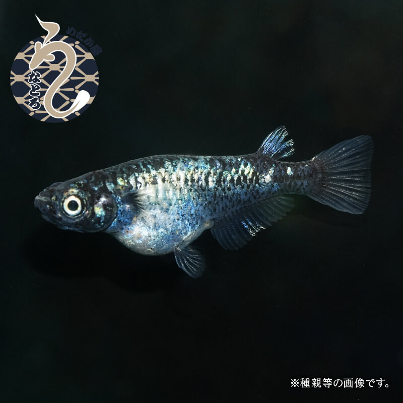 墨武（ボブ）