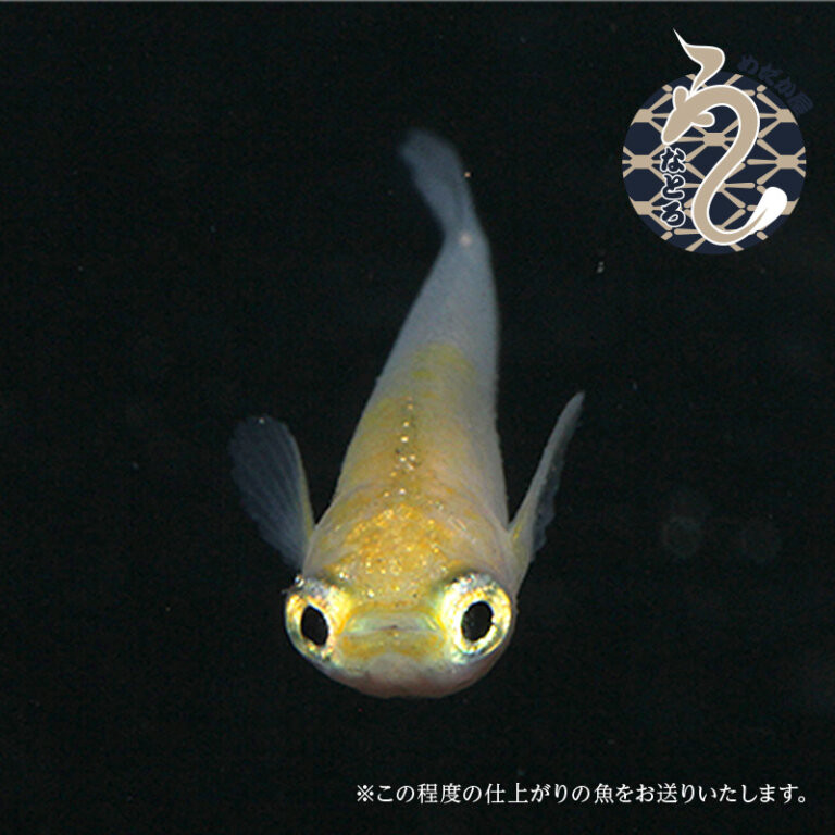 ポニョ