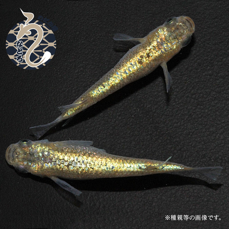 サンシャイン