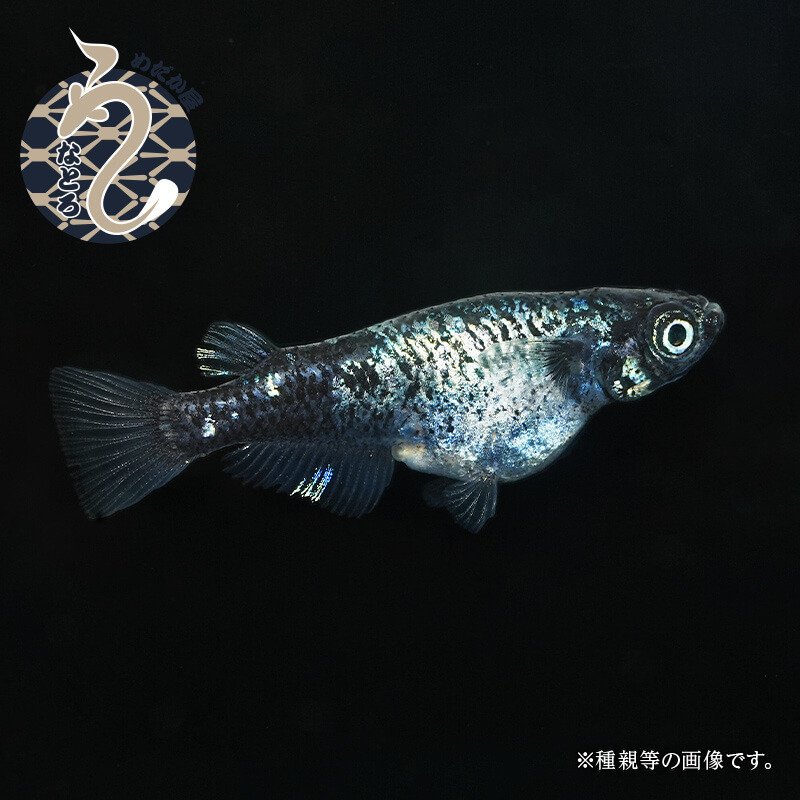 墨武（ボブ）