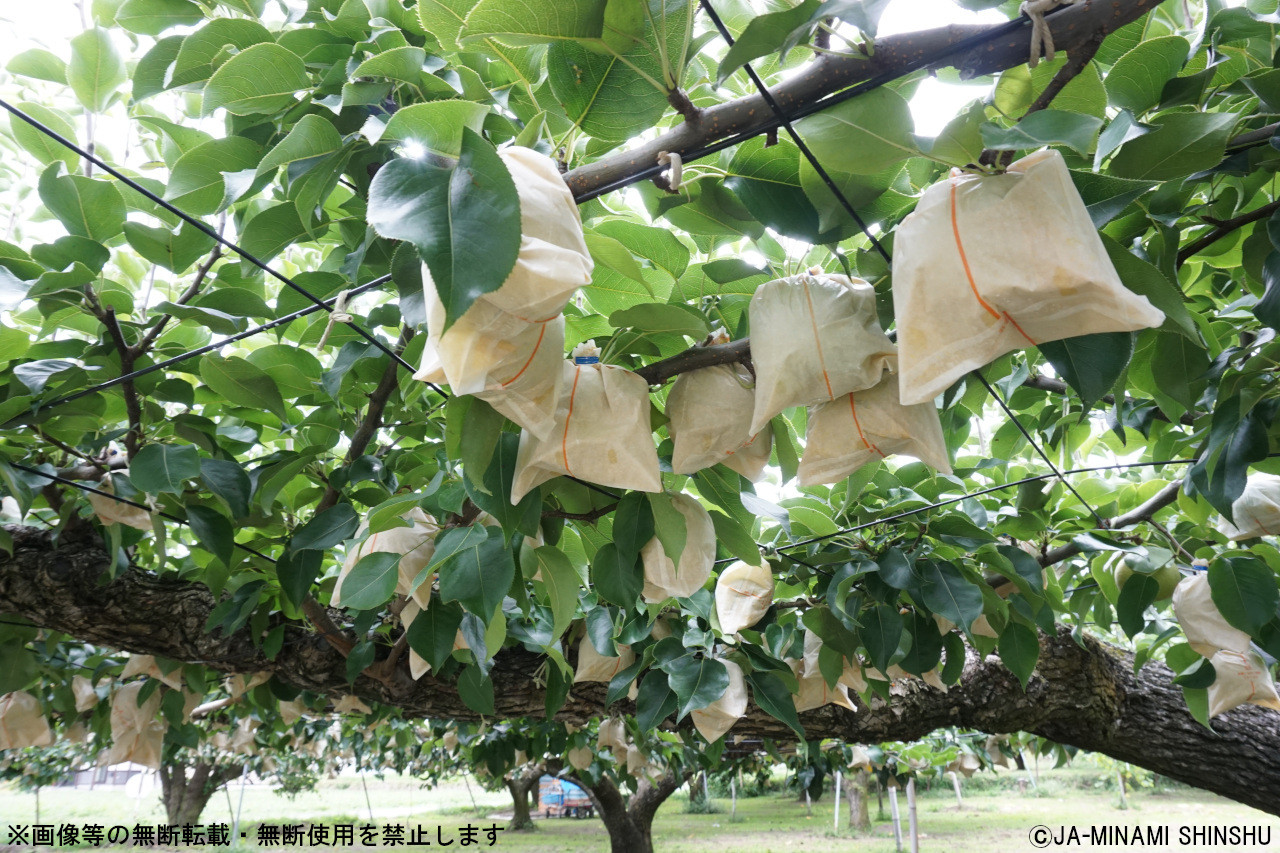 画像等の無断転載・無断使用を固く禁じます。