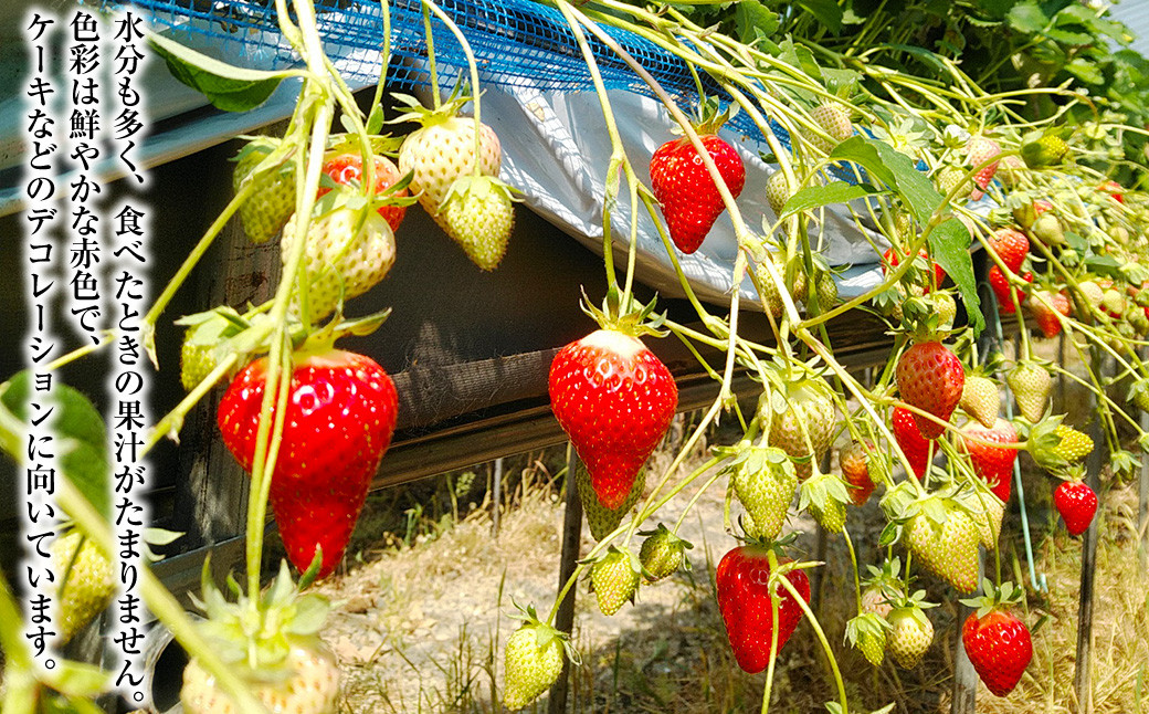 いちご ゆめの香 30粒（15粒×2パック）化粧箱入