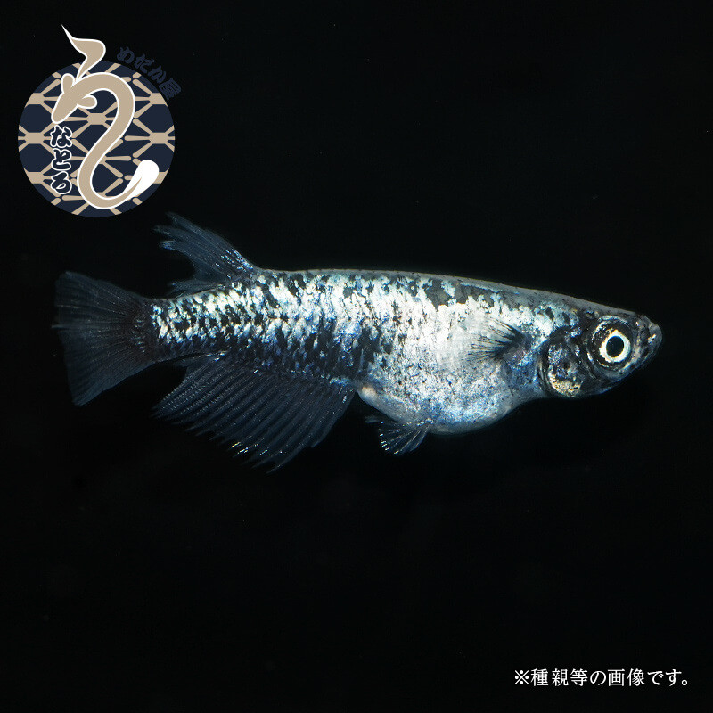 墨武（ボブ）