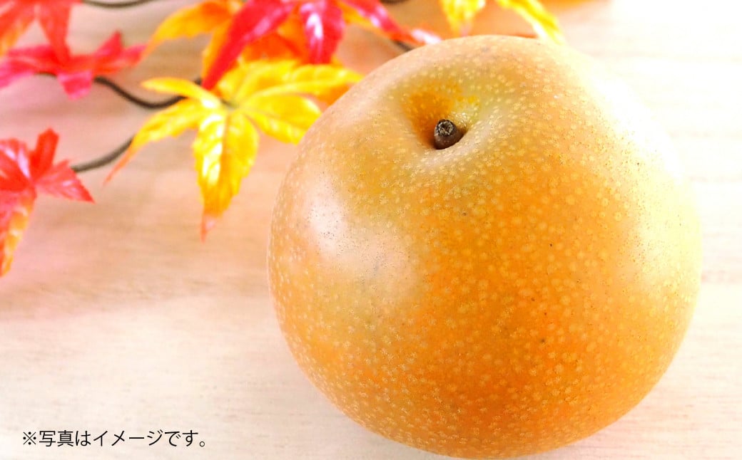 吉野梨 秋月 約5kg