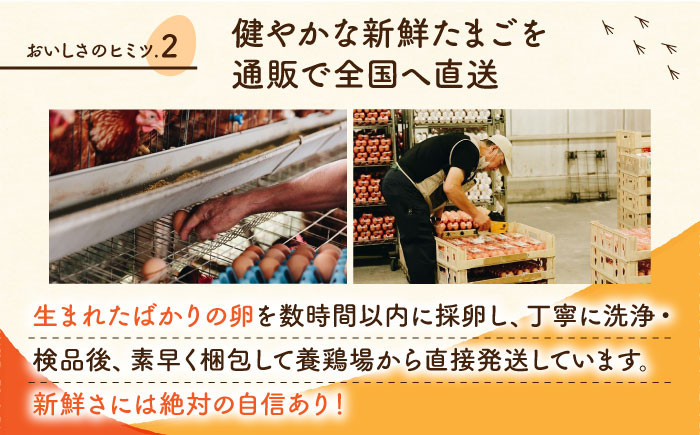 卵 赤たまご M玉 タマゴ 玉子 熊本県 特産品 赤玉子 生たまご 生卵 鶏卵 卵かけご飯