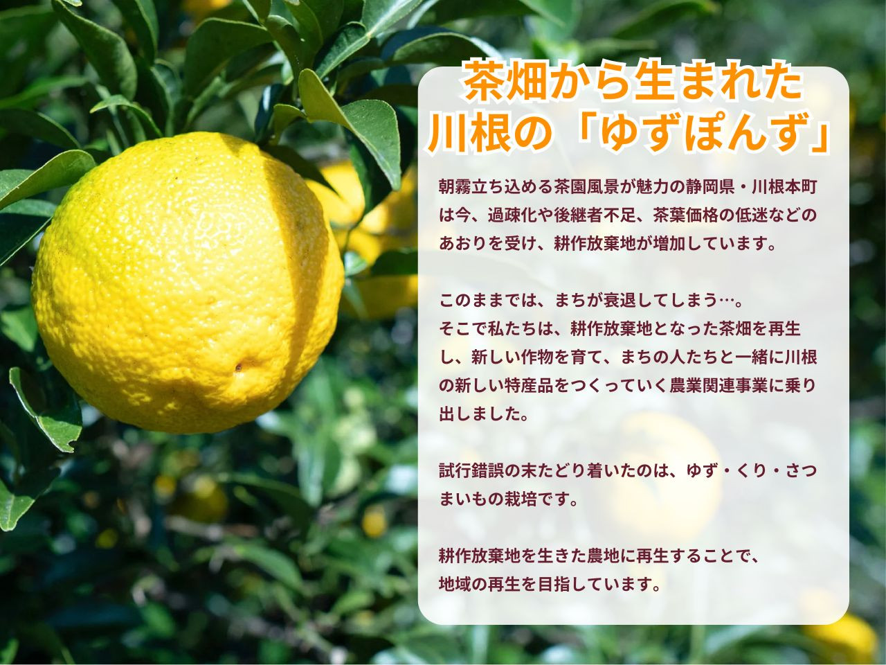 茶畑から生まれた 川根の「ゆずぽんず」