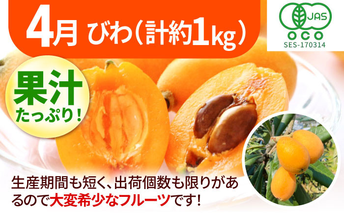 果物 フルーツ定期便 びわ ぶどう シャインマスカット