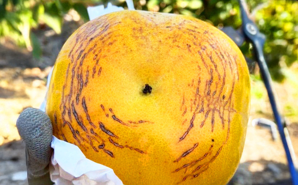 熊本県産 プレミアム 太秋柿 約2.5kg