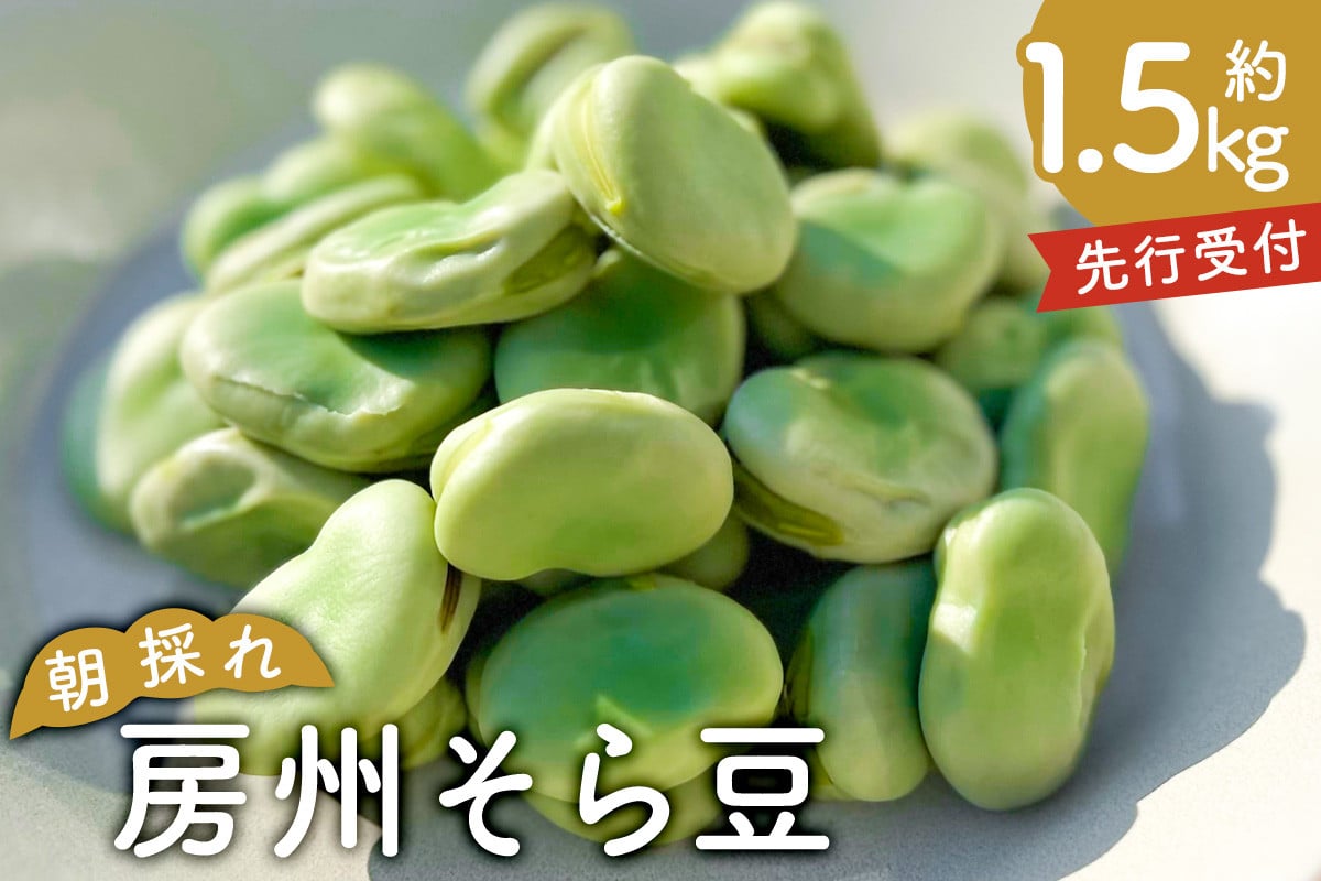 朝採れ房州そら豆1.5kg