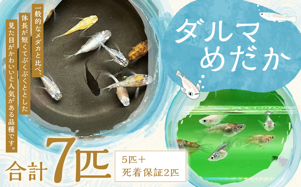 ダルマ めだか （5匹＋死着保証2匹 合計7匹）