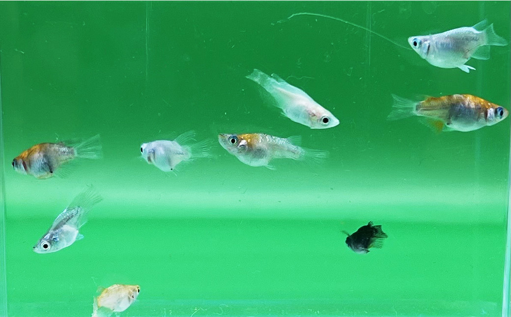 ダルマ めだか （5匹＋死着保証2匹 合計7匹）