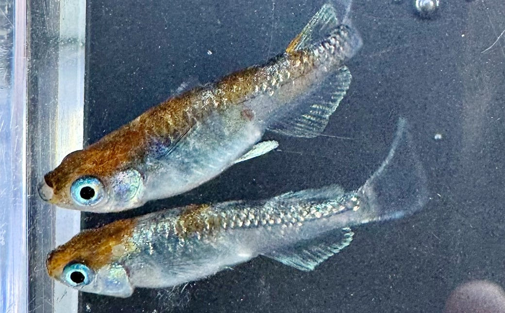 椿三色体外光 めだか （3ペア＋死着保証2匹 計8匹）