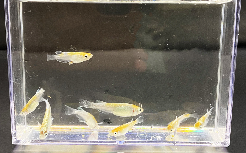 椿三色体外光 めだか （3ペア＋死着保証2匹 計8匹）